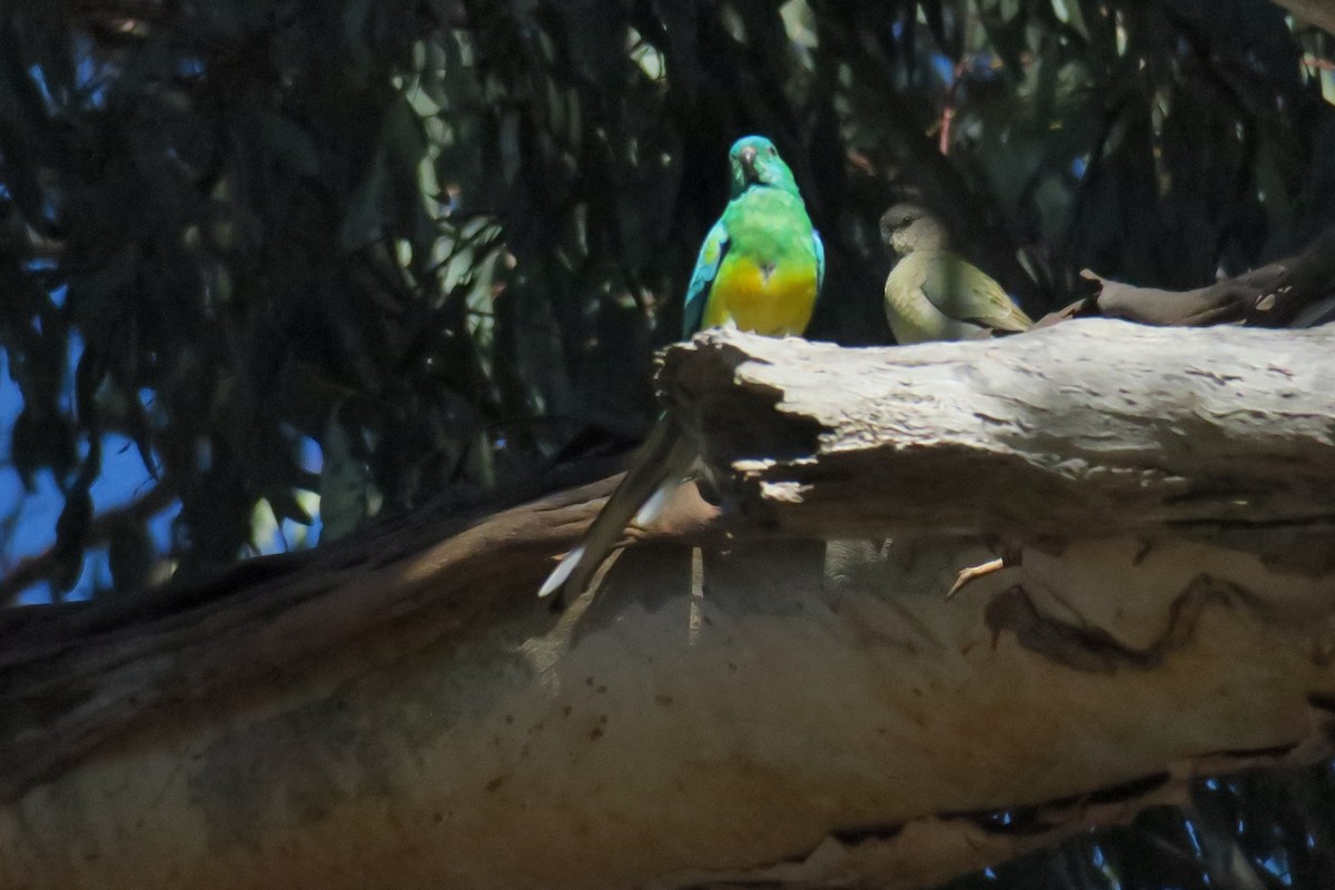 Red-rumped Parrot - ML638482308