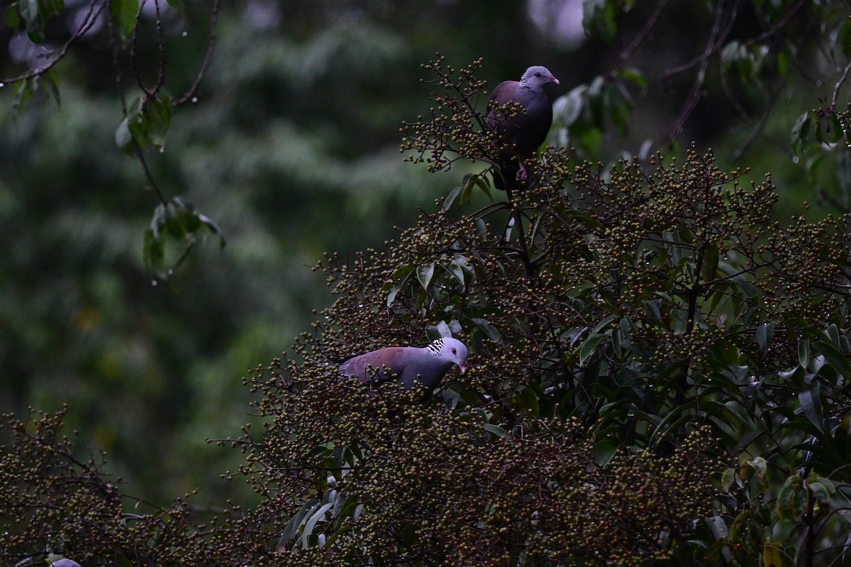 Pigeon d'Elphinstone - ML638482315