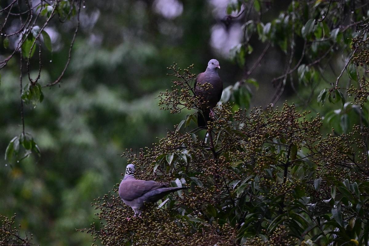 Pigeon d'Elphinstone - ML638482318