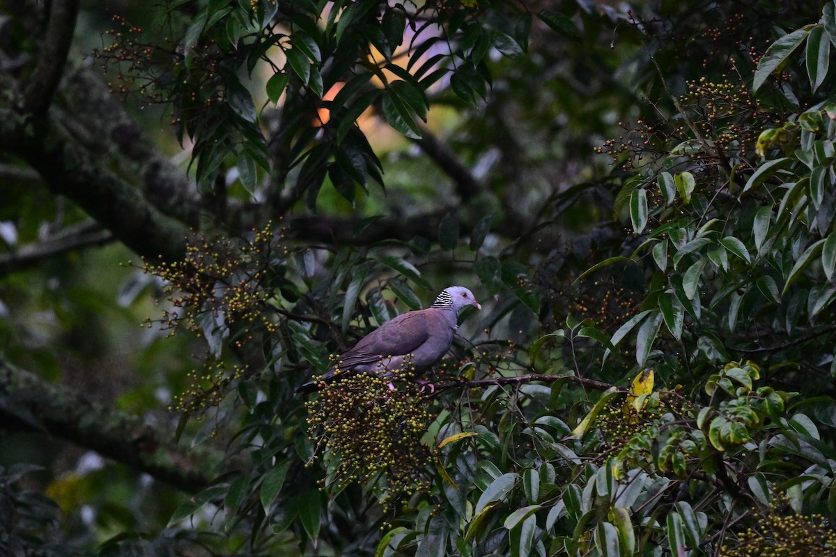 Pigeon d'Elphinstone - ML638482319