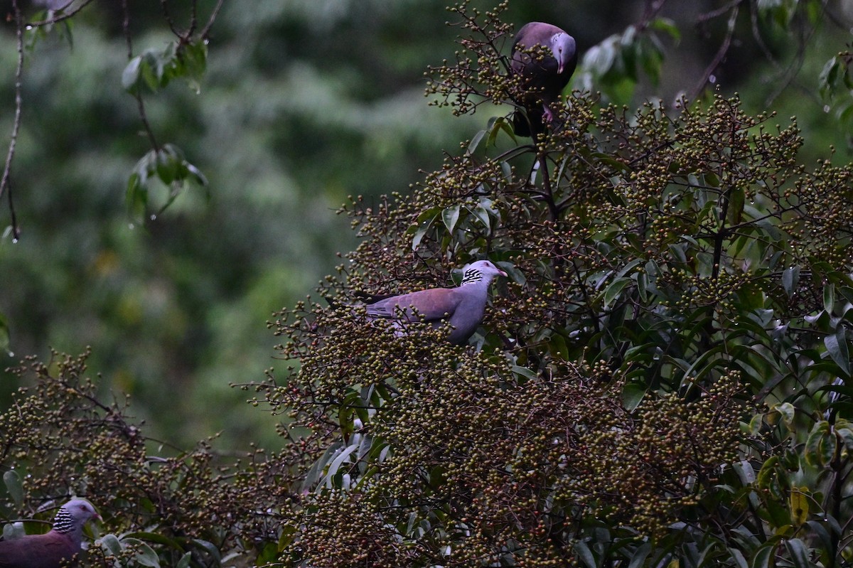 Pigeon d'Elphinstone - ML638482321