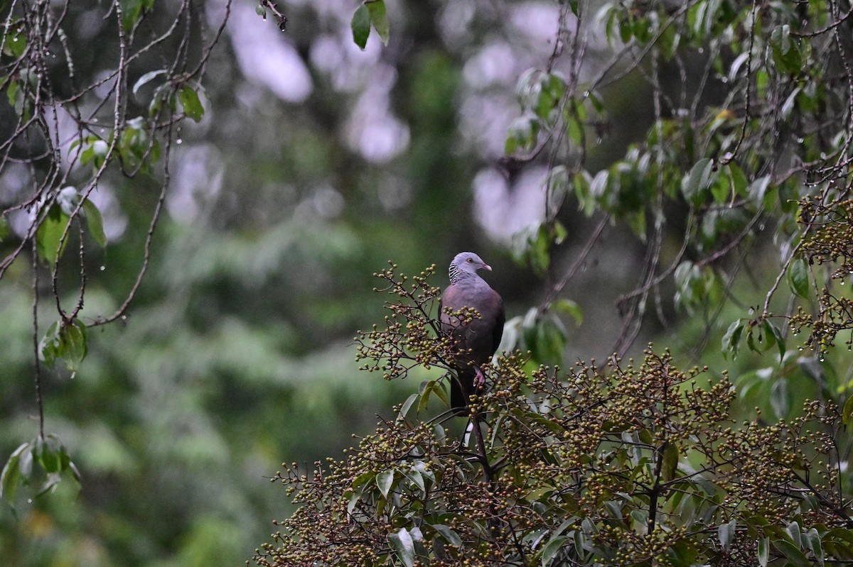 Pigeon d'Elphinstone - ML638482322