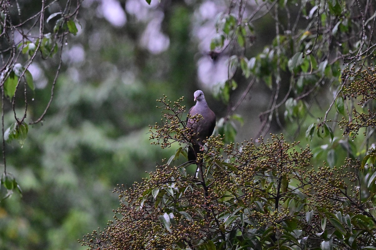 Pigeon d'Elphinstone - ML638482325