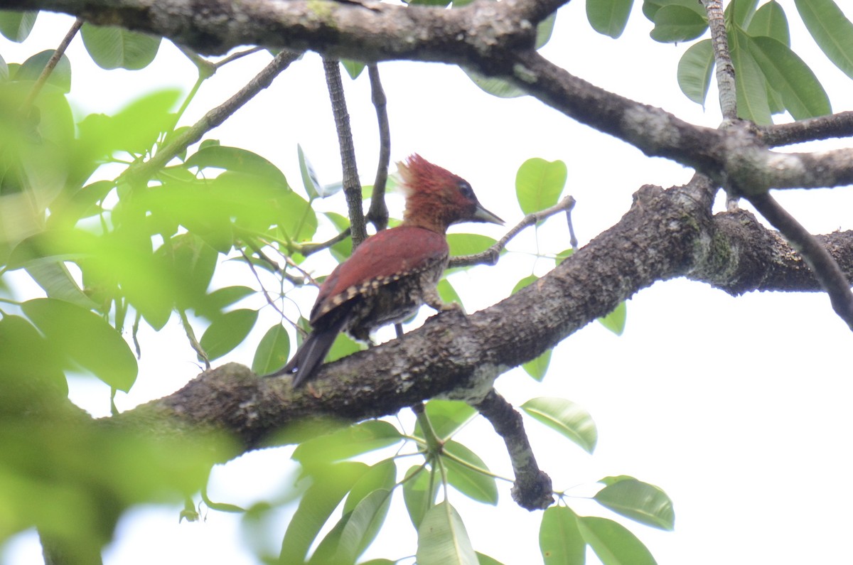 Banded Woodpecker - ML638482329