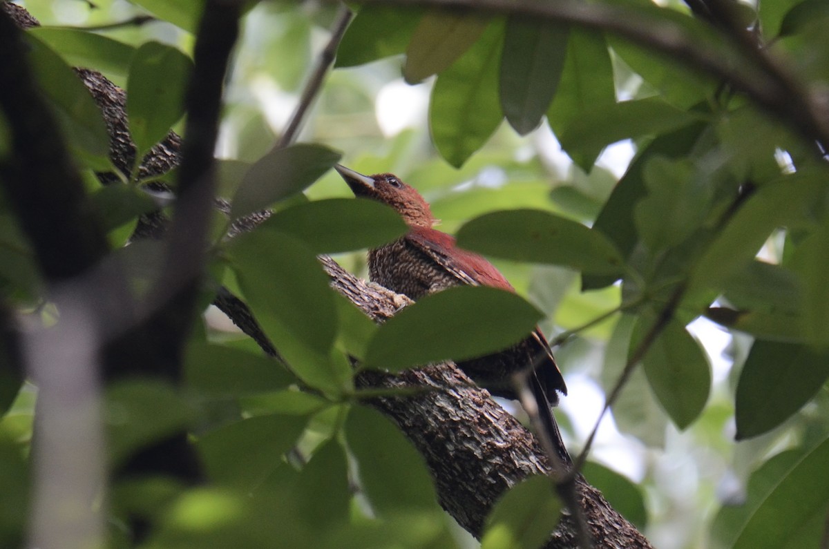 Banded Woodpecker - ML638482330