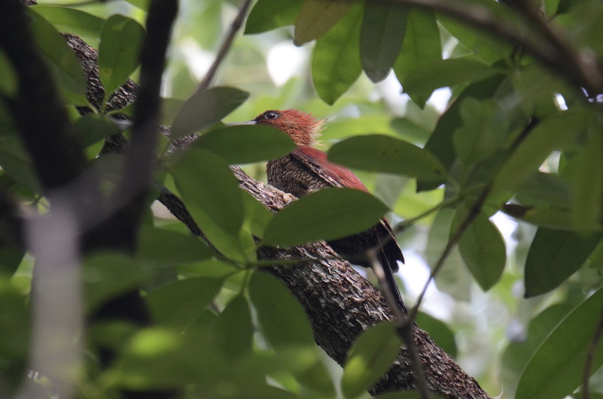 Banded Woodpecker - ML638482331