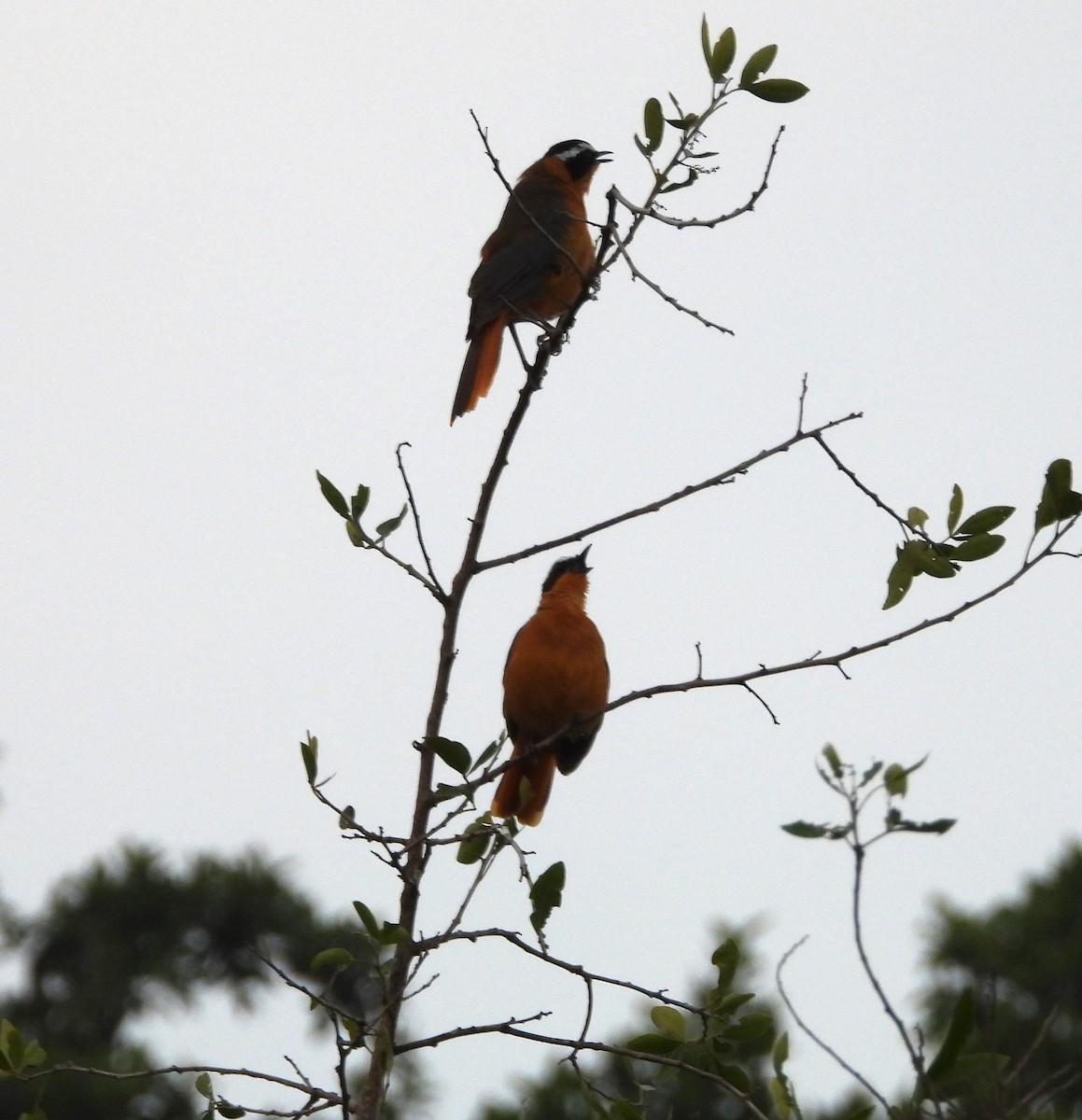 White-browed Robin-Chat - ML638482342