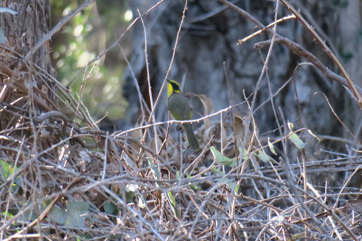 Yellow-tufted Honeyeater - ML638482344