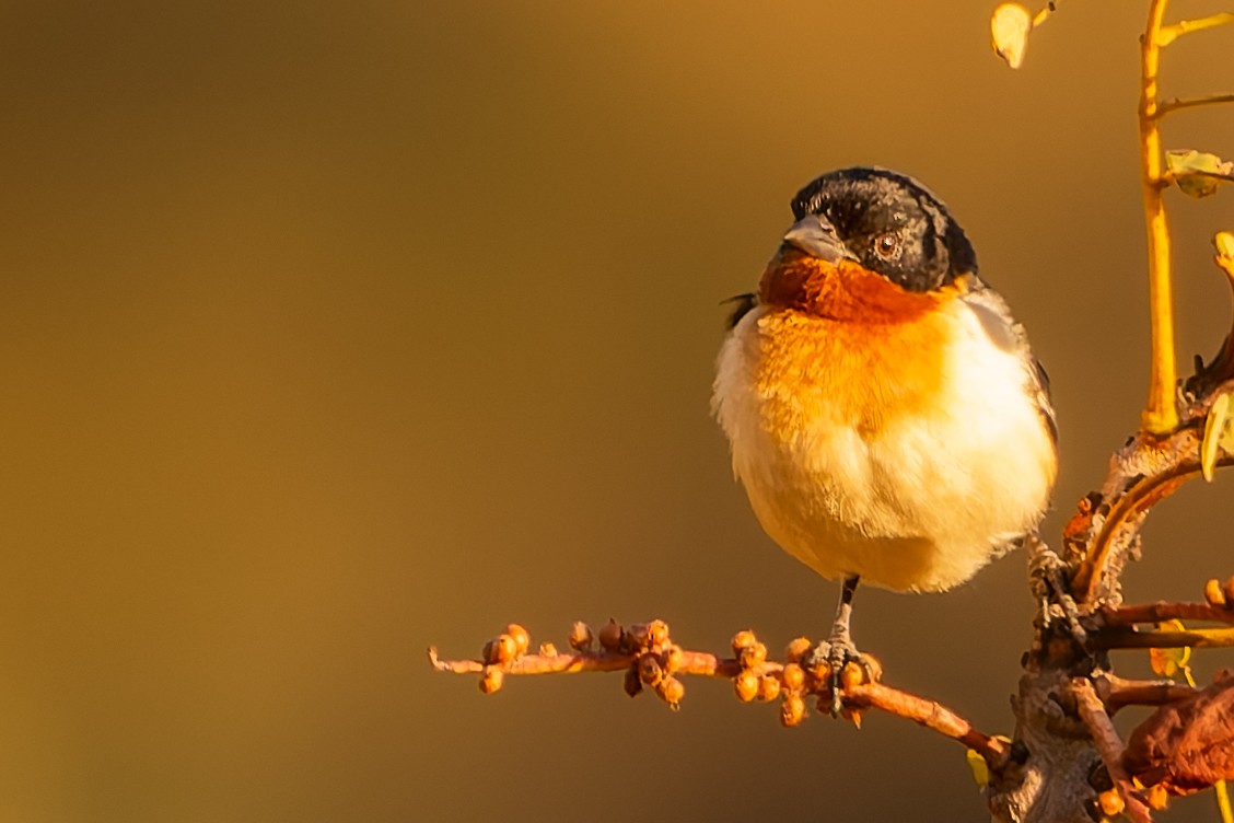 White-rumped Tanager - ML638482346