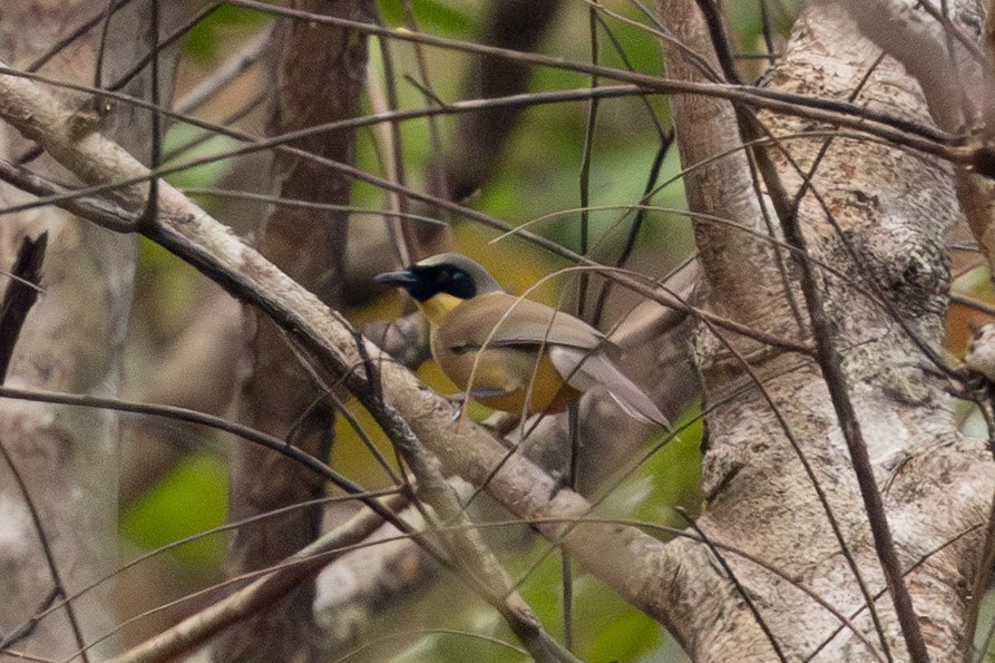 Yellow-throated Laughingthrush - ML638482354