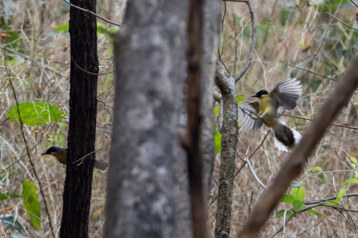Yellow-throated Laughingthrush - ML638482355