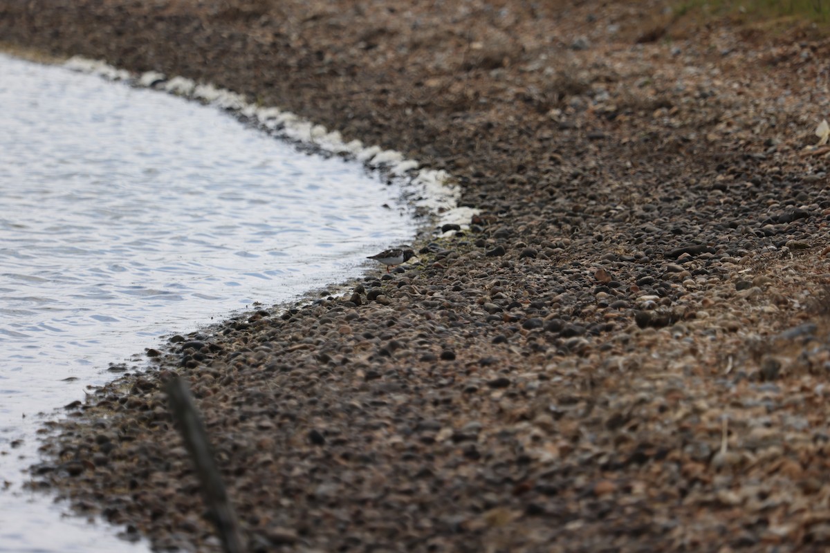 kamenáček pestrý - ML638482368