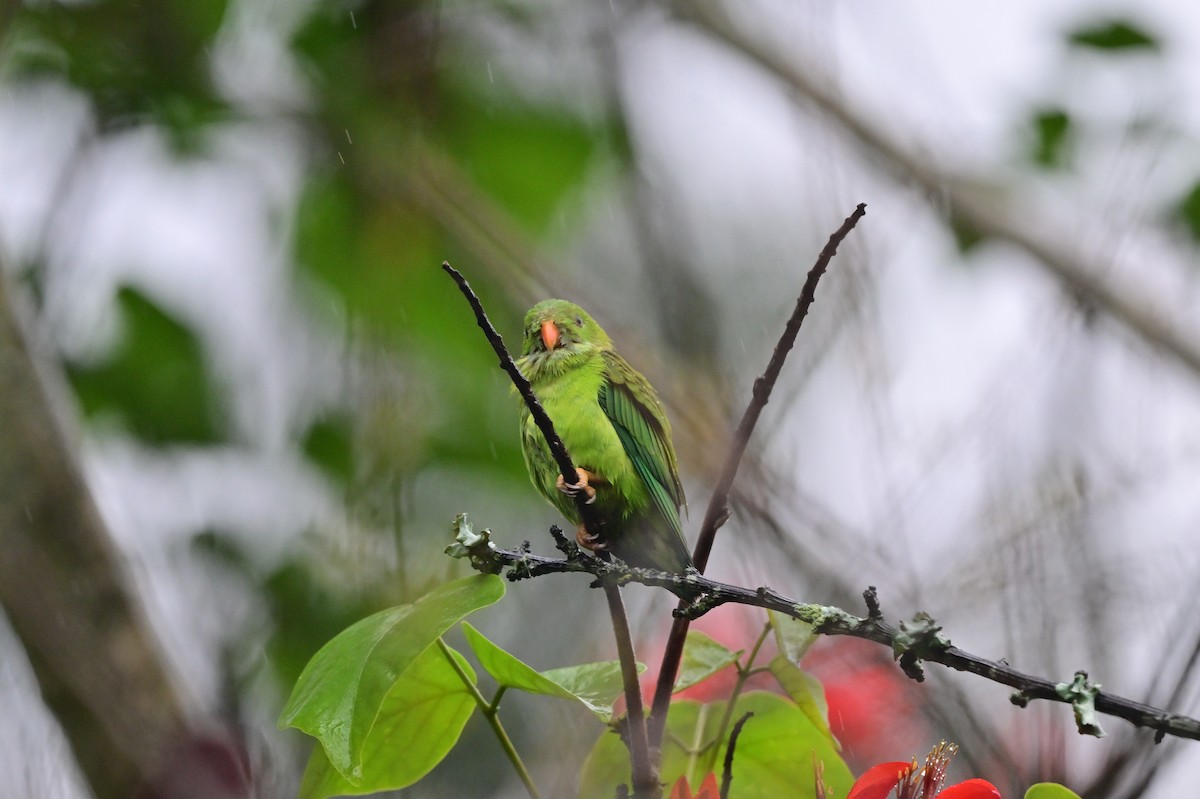 Vernal Hanging-Parrot - ML638482372