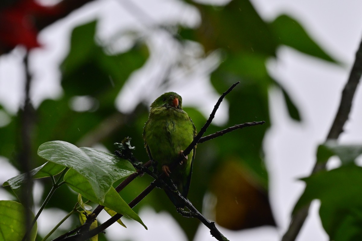 Vernal Hanging-Parrot - ML638482373