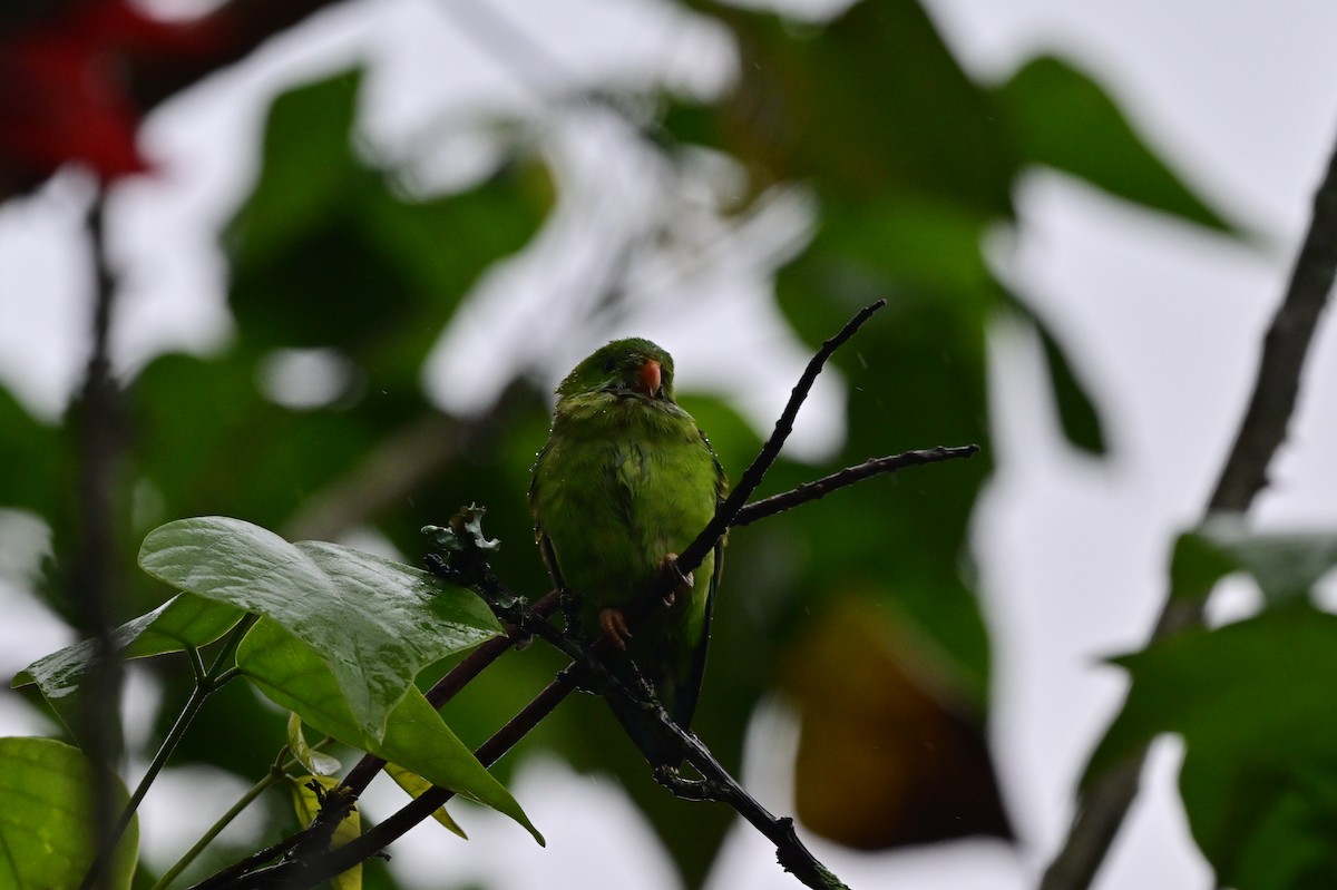 Vernal Hanging-Parrot - ML638482379