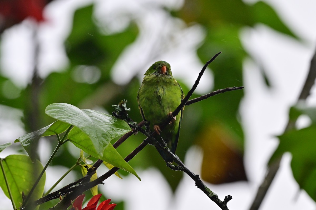 Vernal Hanging-Parrot - ML638482380