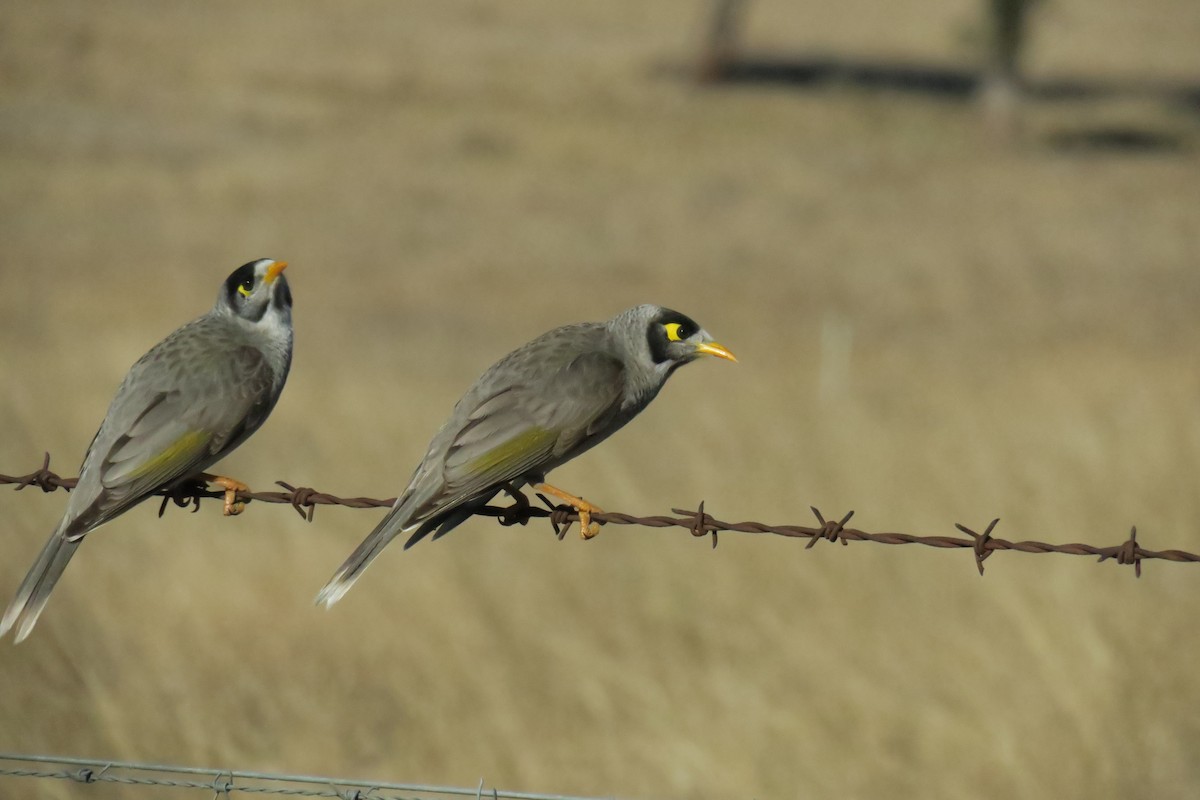 Noisy Miner - ML638482385