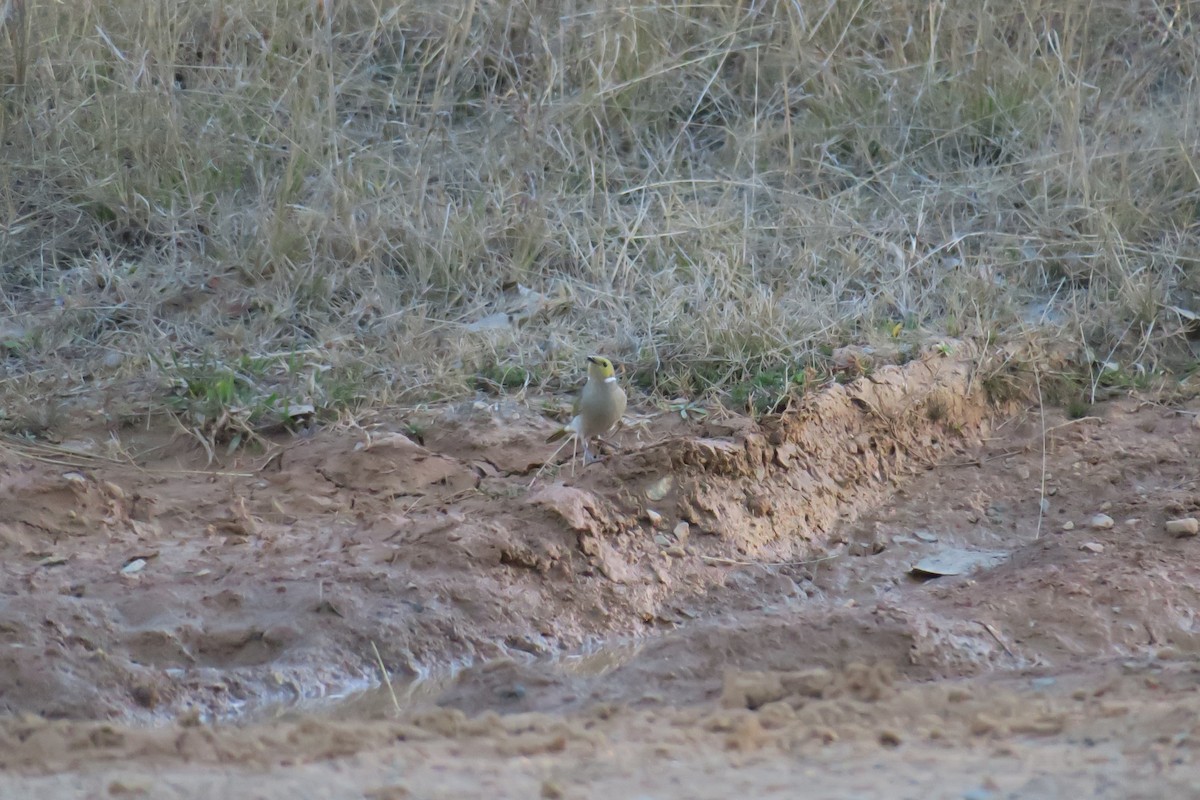 White-plumed Honeyeater - ML638482396