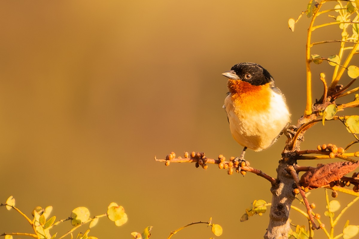 White-rumped Tanager - ML638482404