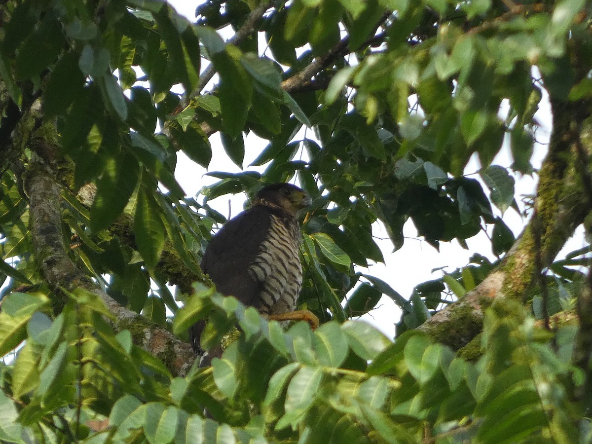 Collared Forest-Falcon - ML638482411