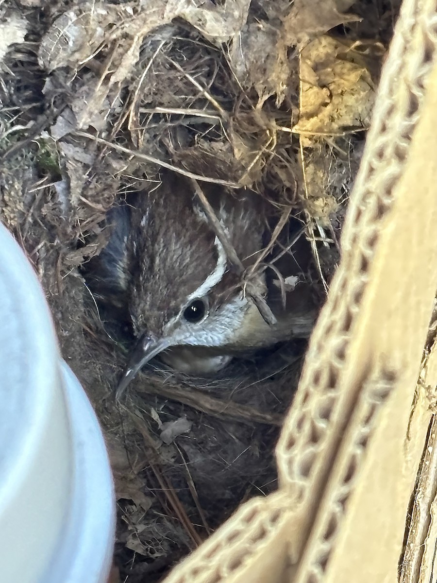 Carolina Wren - ML638482413