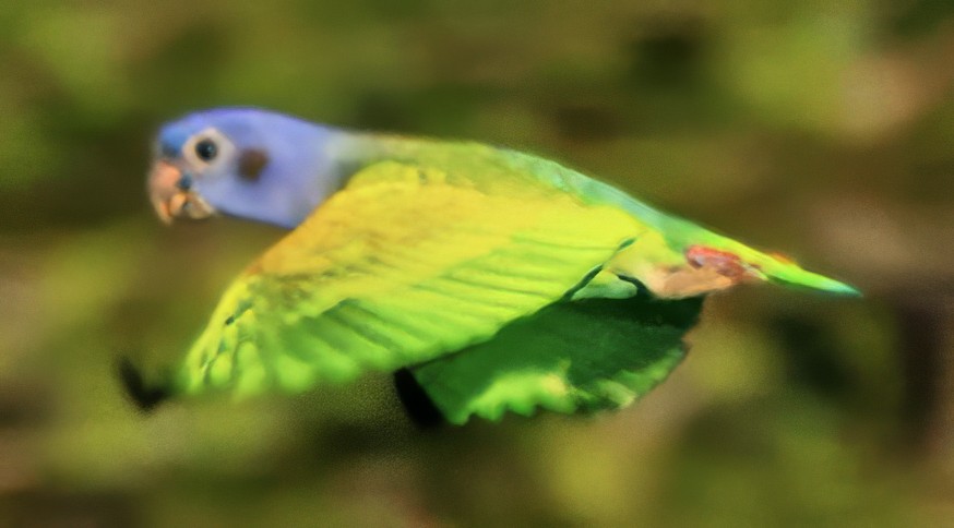 Blue-headed Parrot - ML638482419