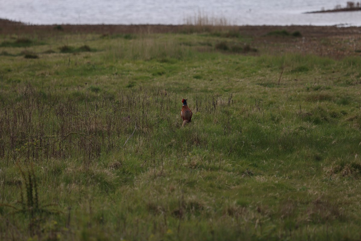 bažant obecný - ML638482425