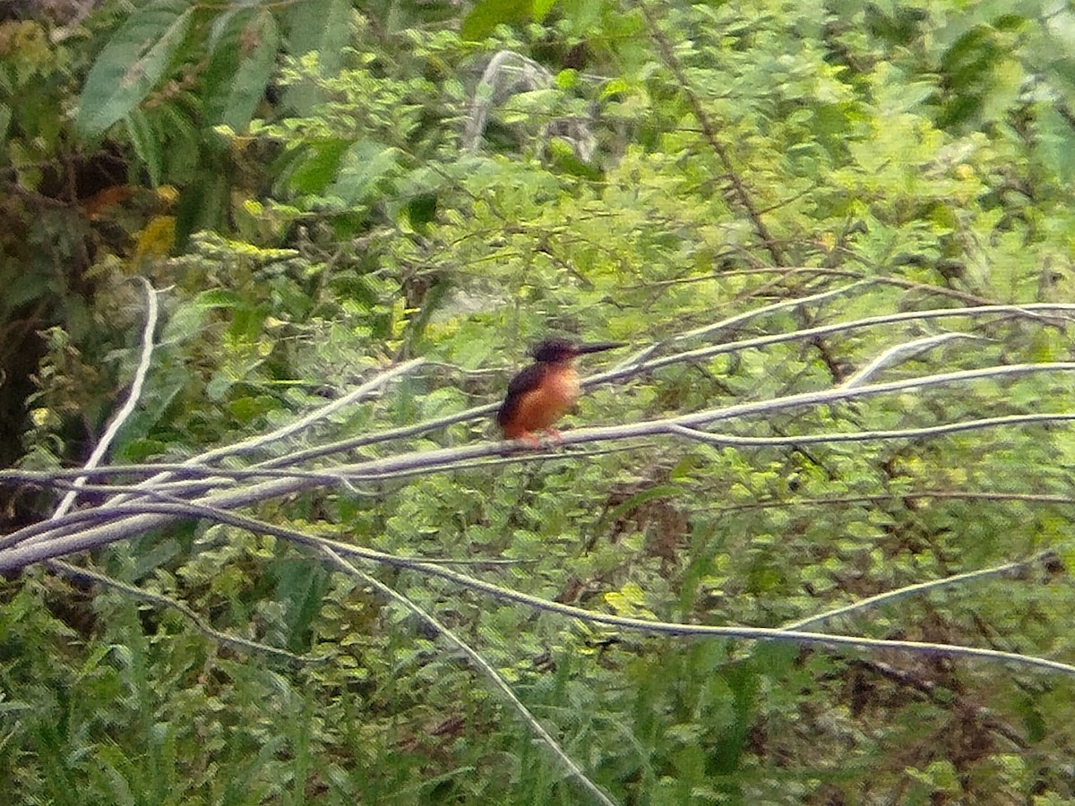 Blue-eared Kingfisher - ML638482426