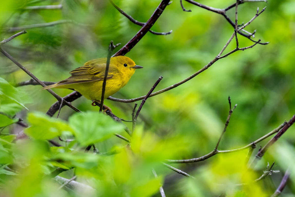 Yellow Warbler - ML638482429