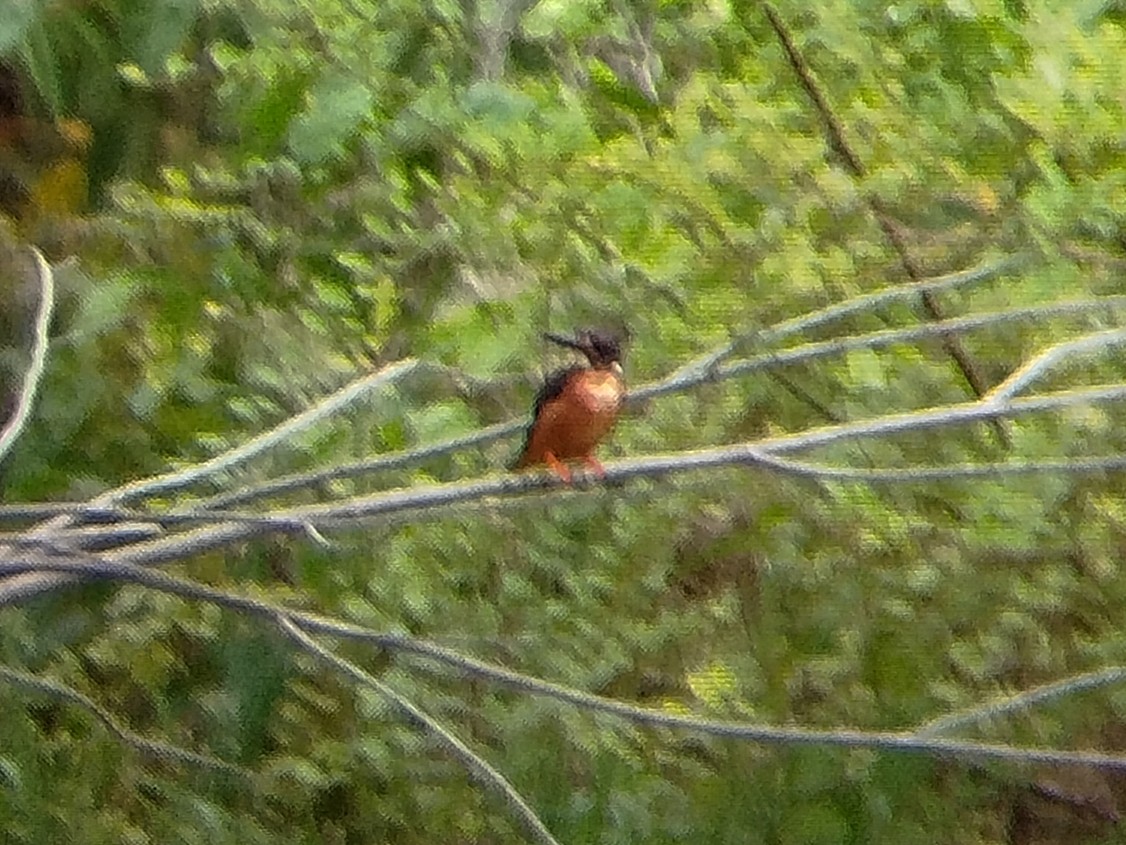 Blue-eared Kingfisher - ML638482431