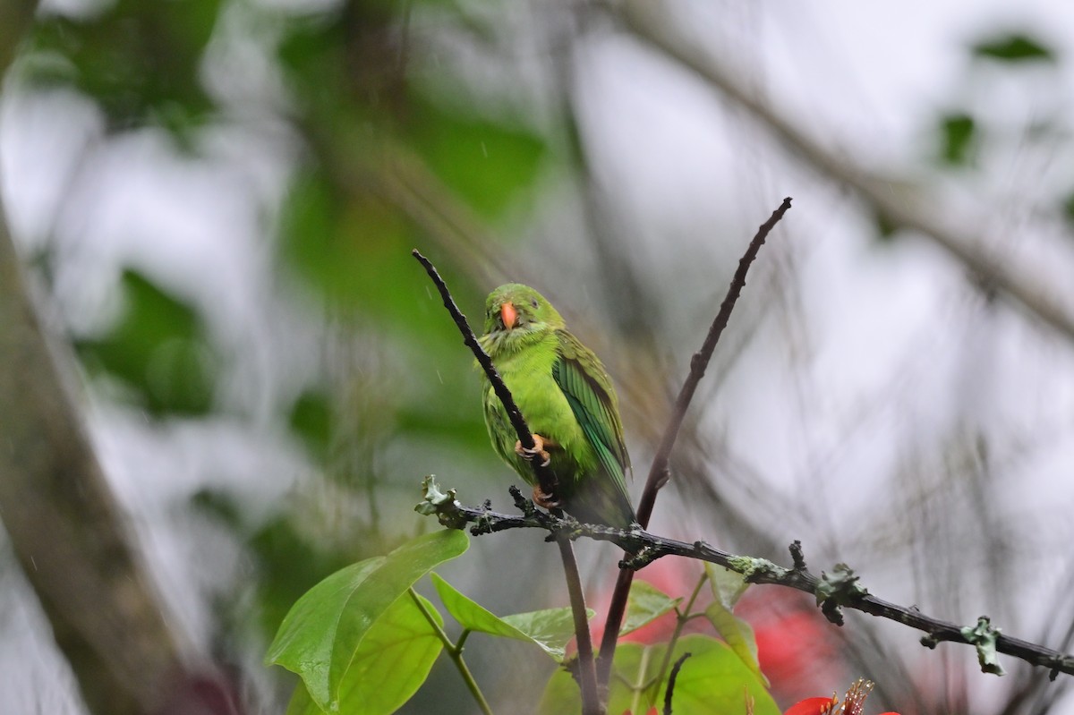 Vernal Hanging-Parrot - ML638482438