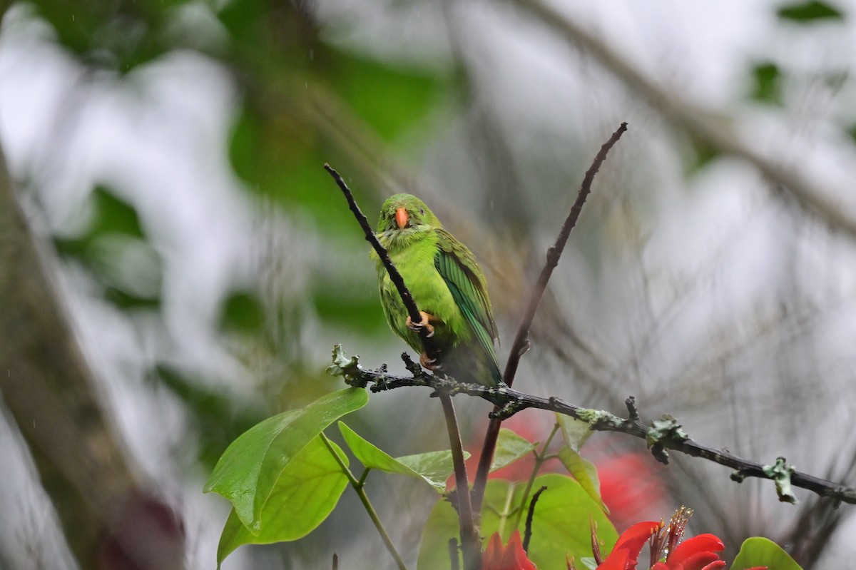 Vernal Hanging-Parrot - ML638482439