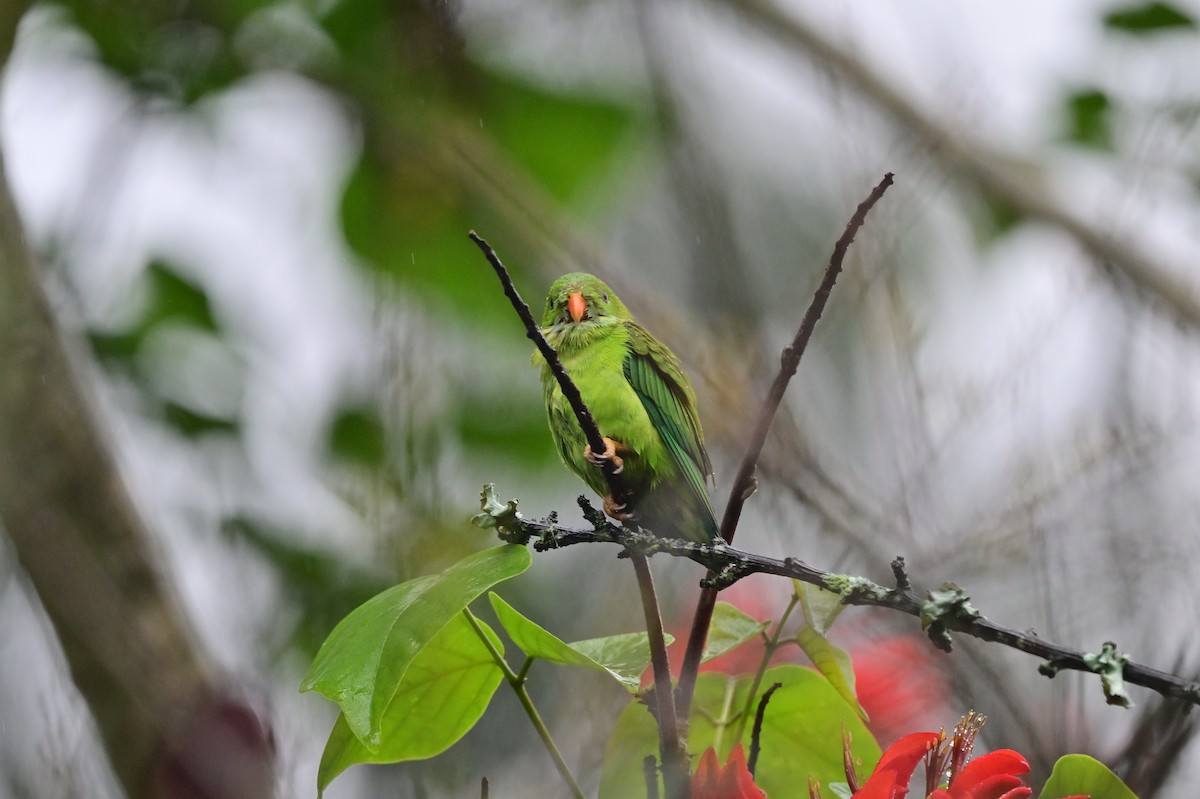 Vernal Hanging-Parrot - ML638482441