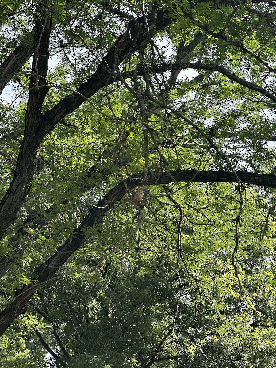 Carolina Wren - ML638482447