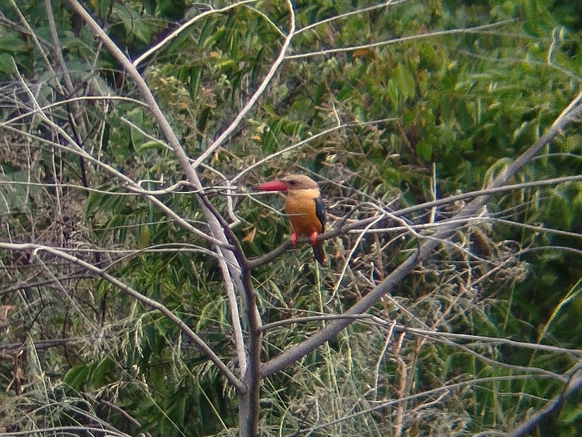 Stork-billed Kingfisher - ML638482450