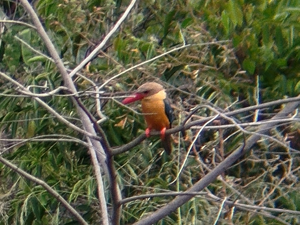 Stork-billed Kingfisher - ML638482466