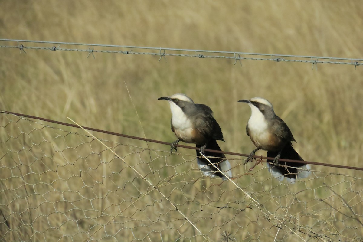 Gray-crowned Babbler - ML638482482