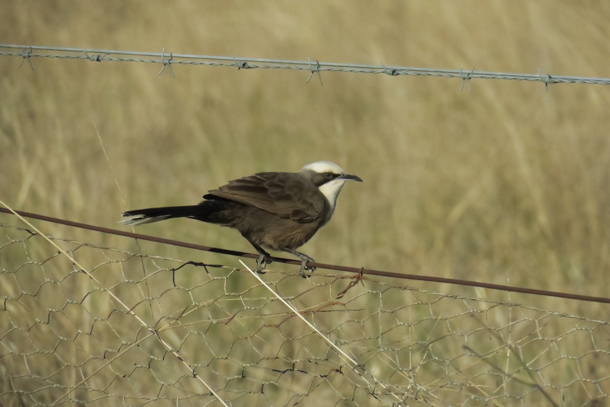 Gray-crowned Babbler - ML638482483