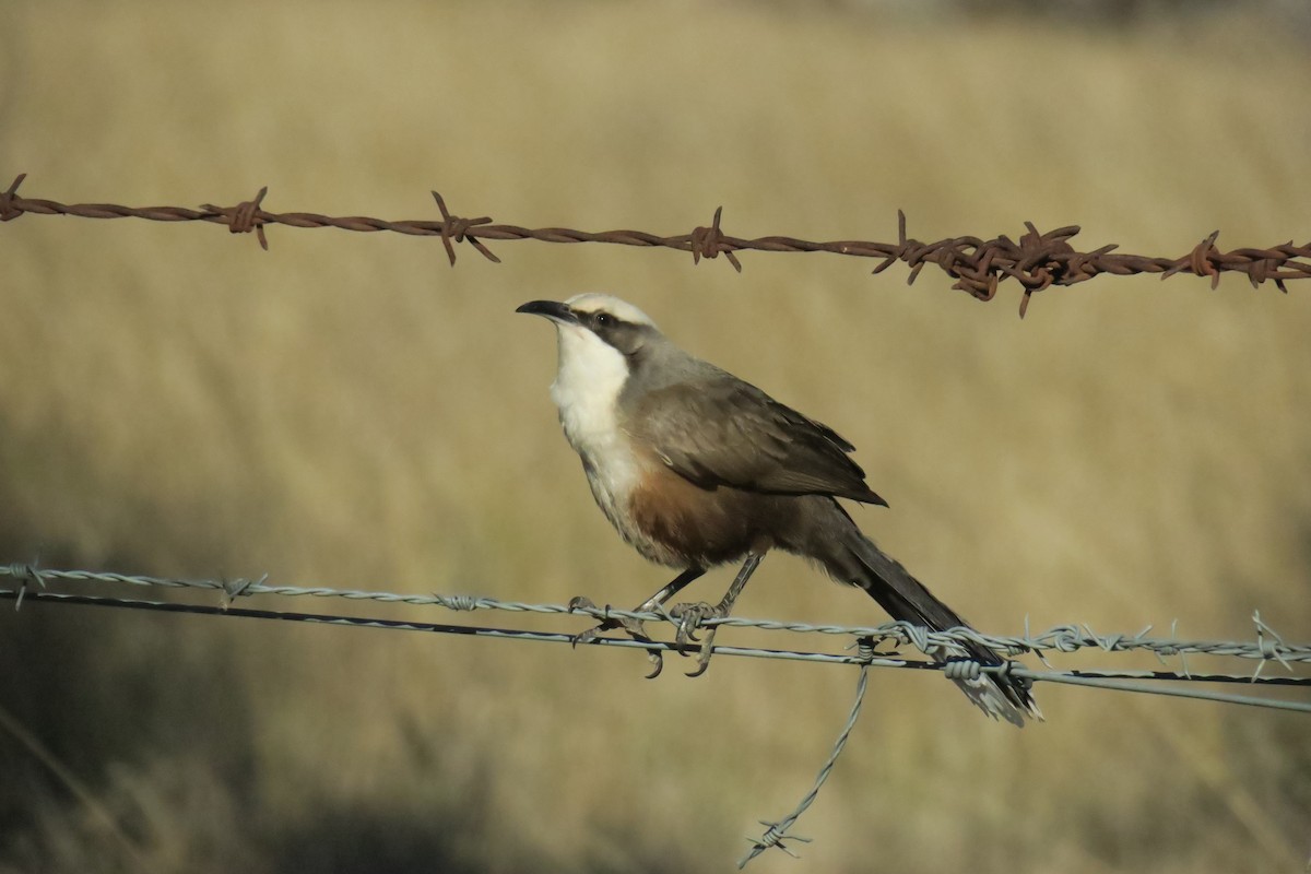 Gray-crowned Babbler - ML638482484