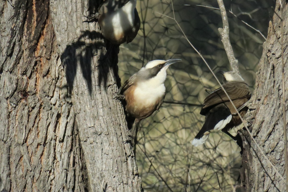 Gray-crowned Babbler - ML638482485
