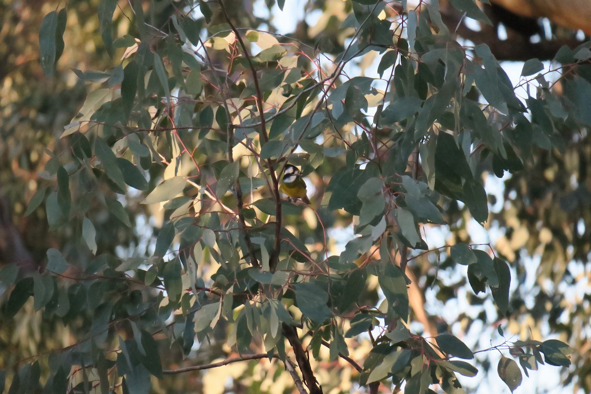 Eastern Shrike-tit - ML638482490