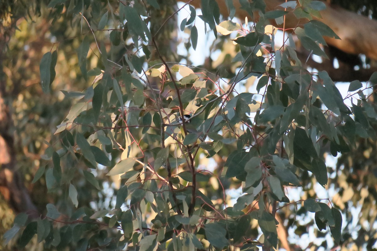 Eastern Shrike-tit - ML638482491