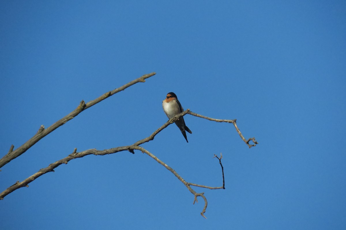 Welcome Swallow - ML638482509