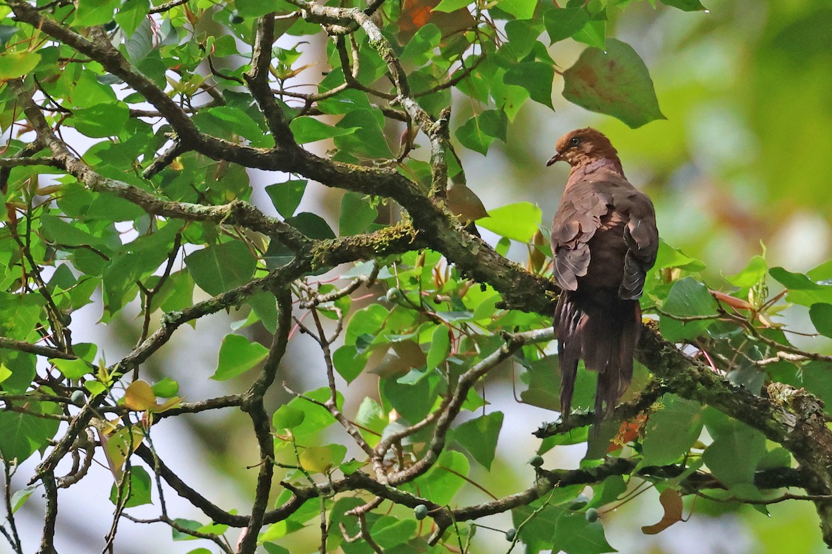 Little Cuckoo-Dove - ML638482520