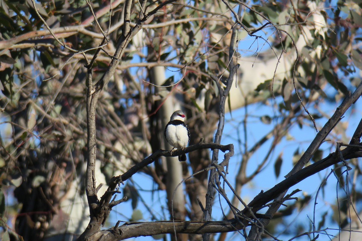 Diamond Firetail - ML638482525