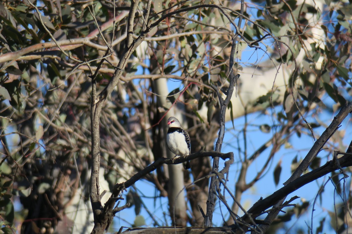Diamond Firetail - ML638482526