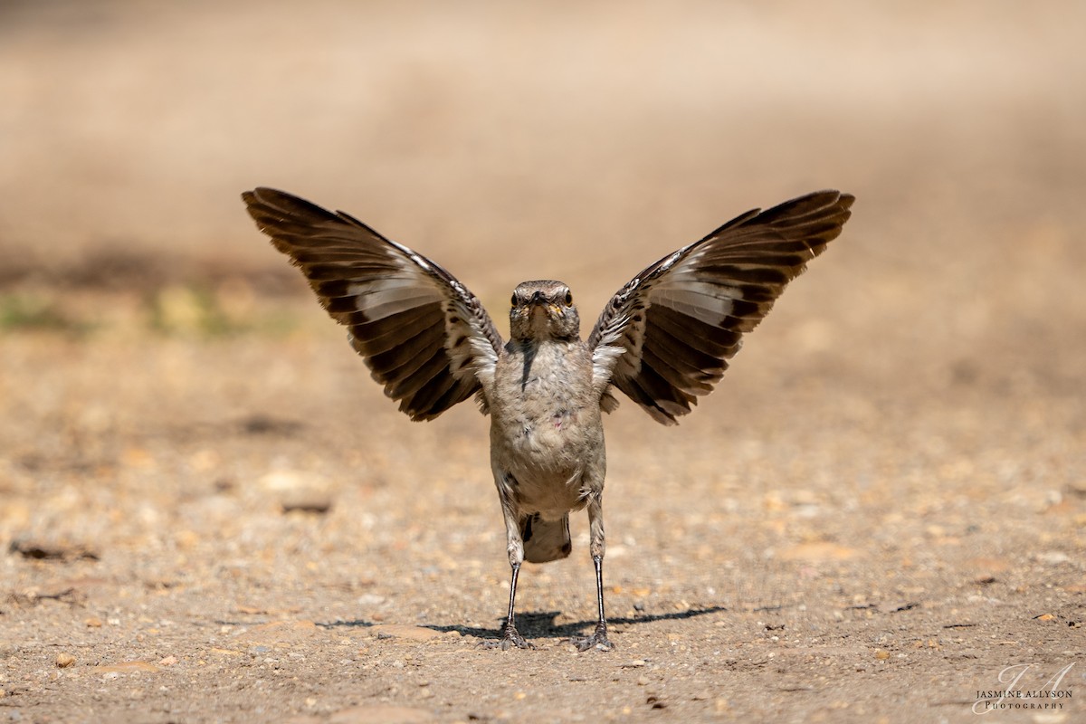 Northern Mockingbird - ML638482543