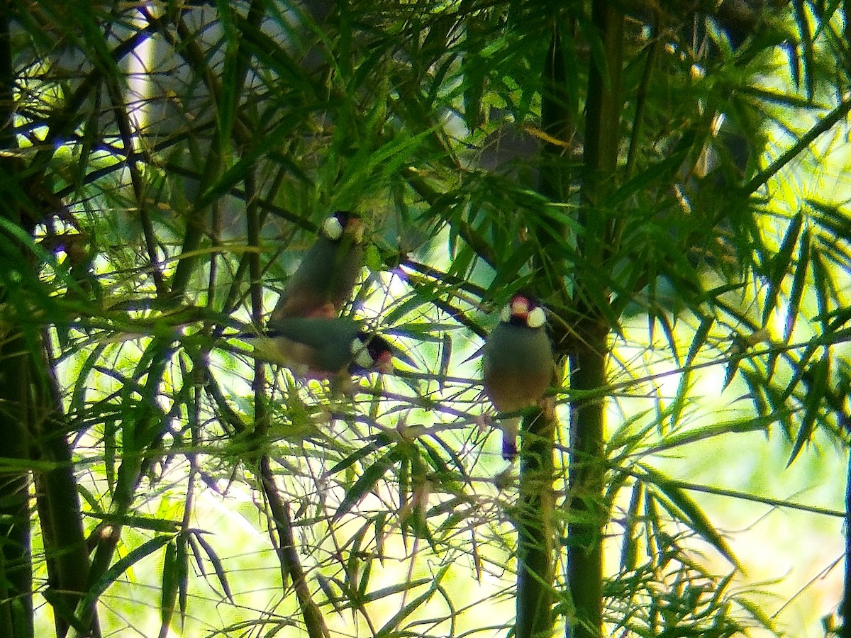 Java Sparrow - ML638482574