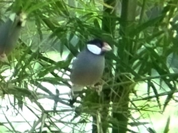Java Sparrow - ML638482595