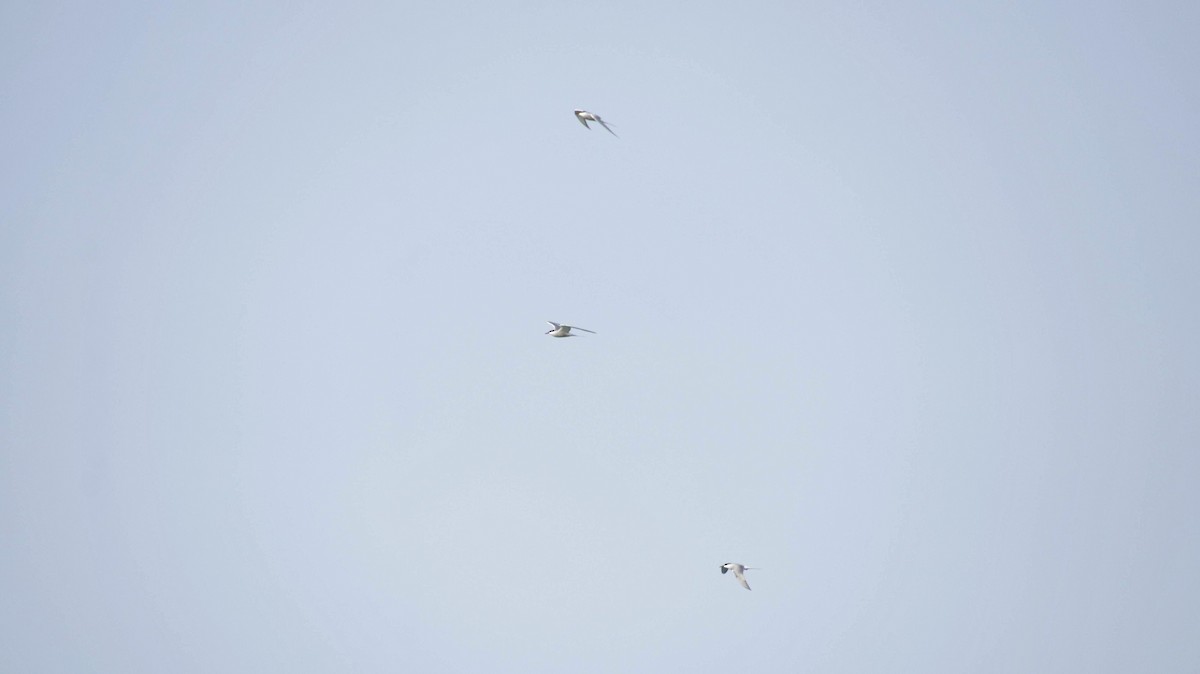 Forster's Tern - ML638482598